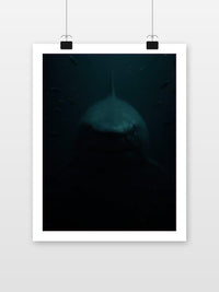 Shark poster met witte rand