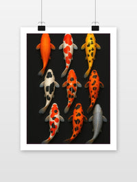Koi Fishes im Interieur (7)
