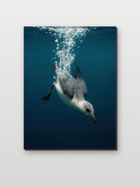 Bird Hunting Underwater im Interieur (6)
