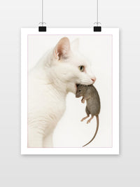 Cat Maus im Interieur (7)