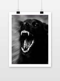 Black Dog Teeth Zwart-Wit poster met witte rand