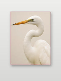 Egret Bird Heron im Interieur (6)