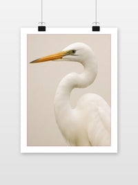 Egret Bird Heron im Interieur (7)