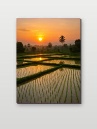 Rice Field Farm Countryside op aluminium dibond