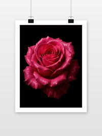 Pink Rose Black Background im Interieur (7)