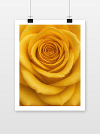 Gelbe Rose Close-up im Interieur (7)
