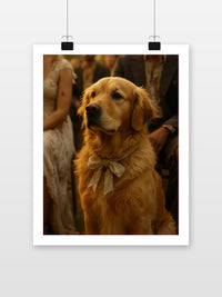 Golden Retriever Pet Family Occasion Wedding im Interieur (7)