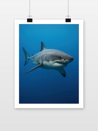 Shark Photography poster met witte rand