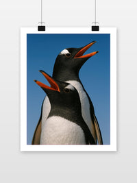 Penguins Photography dans un intérieur (7)
