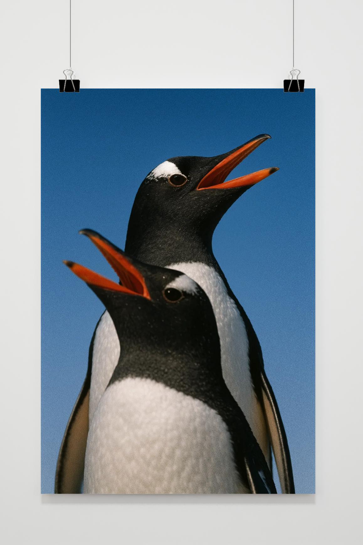 Affiche Penguins Photography de 25 Artstreet
