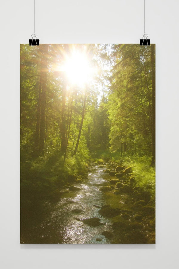 Forest Sunny Poster