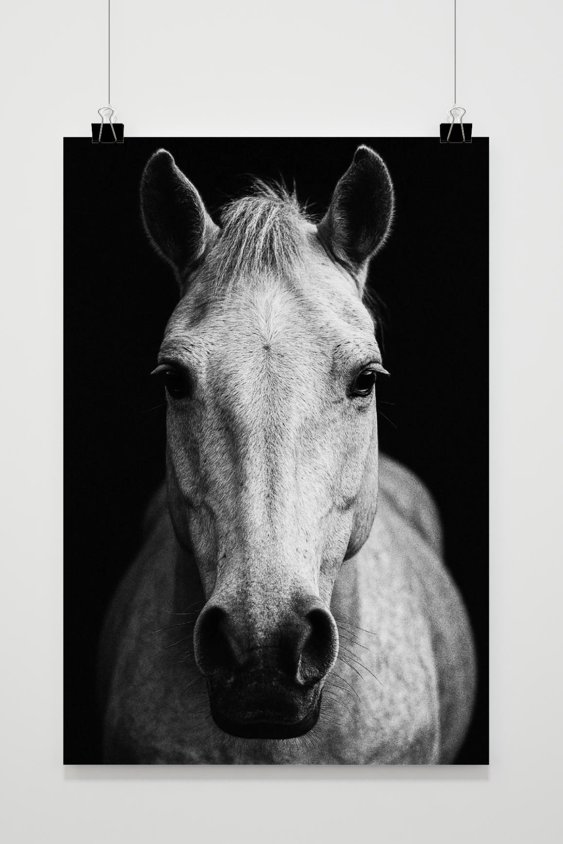 Horse Black &amp; White in an interior