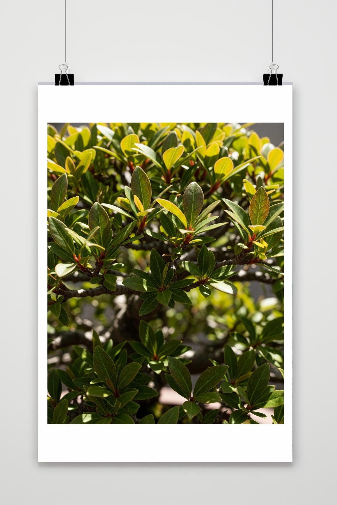 Bonsai Leaves Plant poster van 25 Artstreet