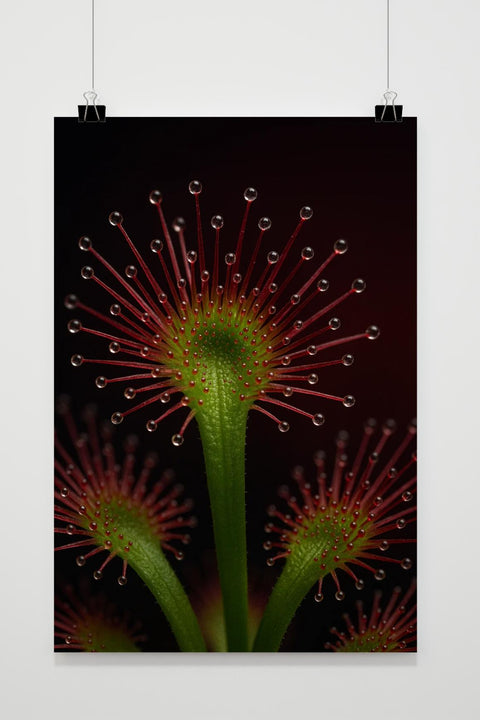 Sundew Plant poster