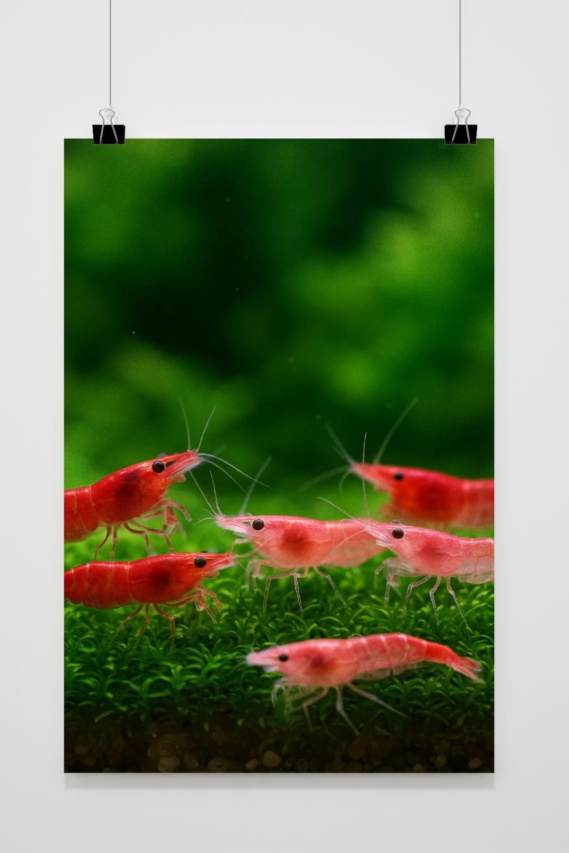 Shrimp poster van 25 Artstreet