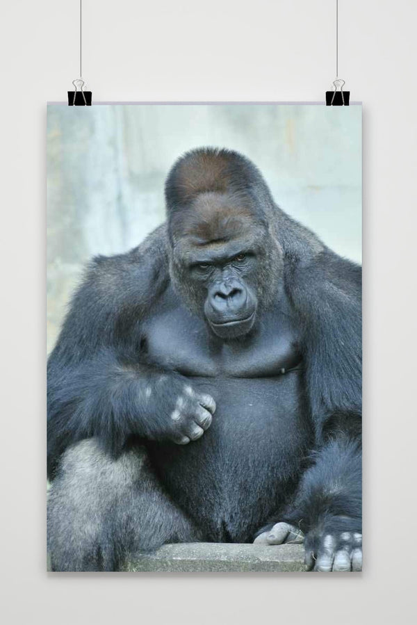 Póster Gorilla