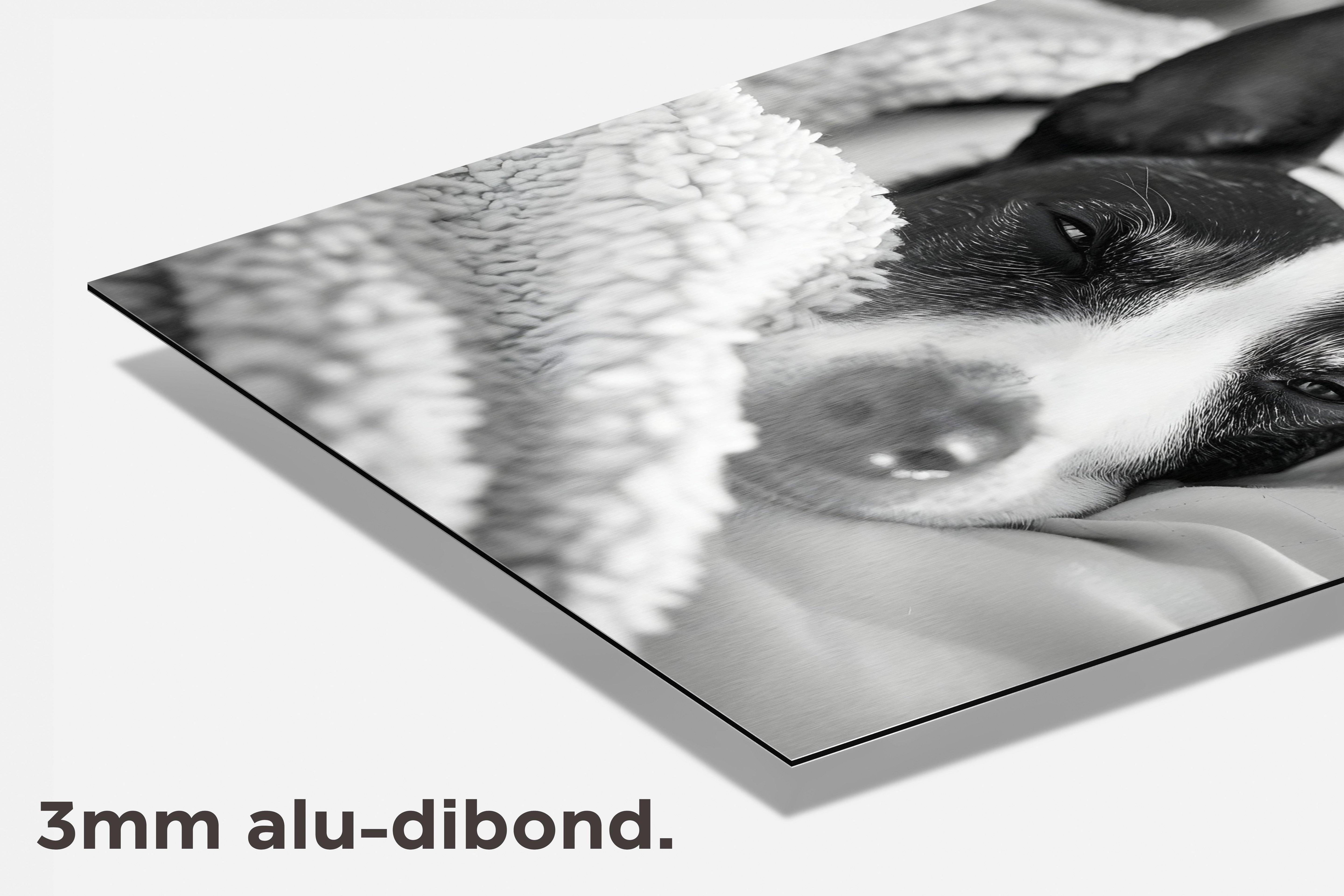 Bull Terrier dibond detail