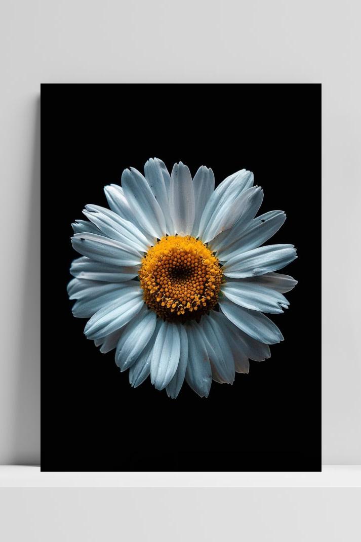 Margriet op 3mm aluminium dibond