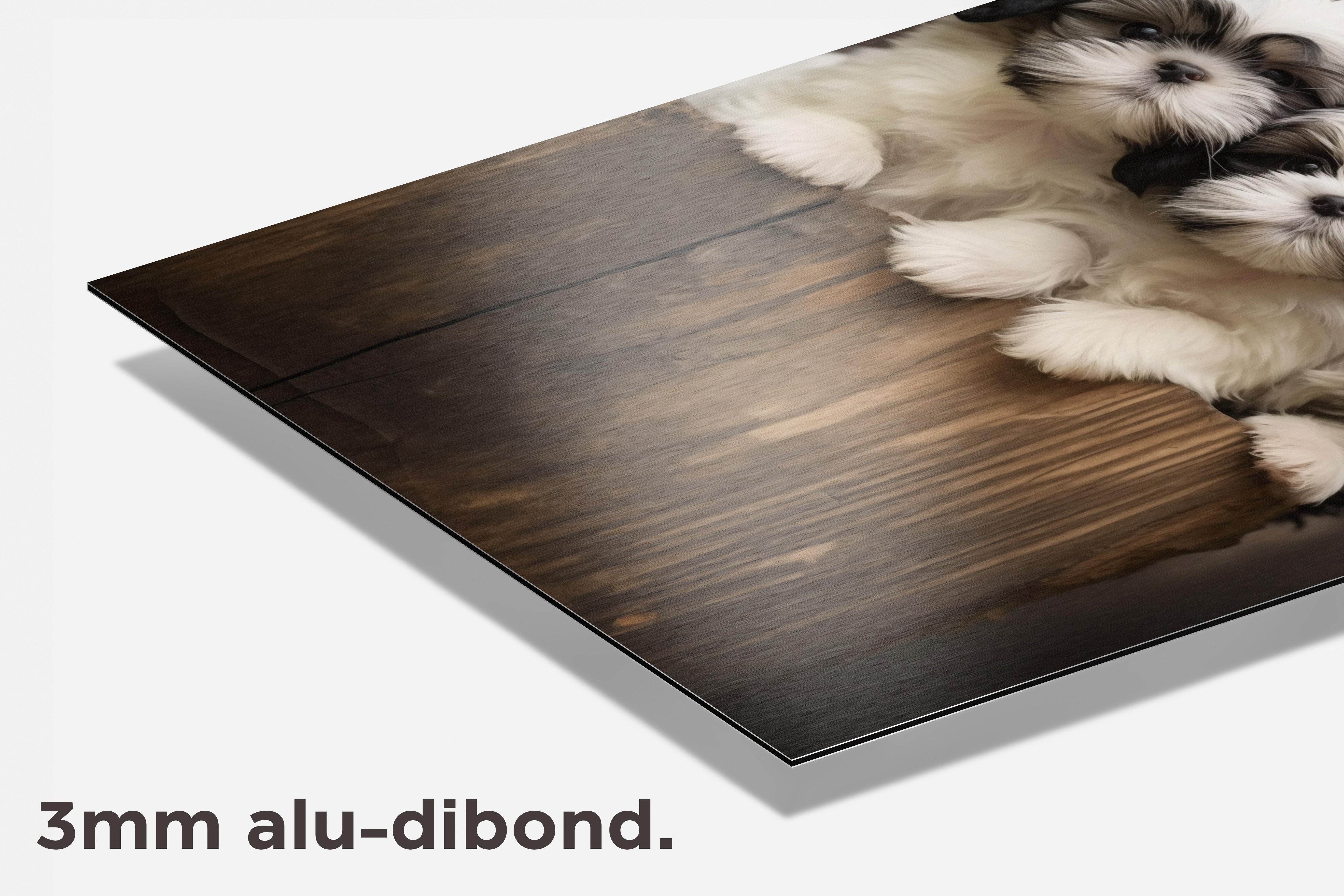 Shih Tzus dibond detail