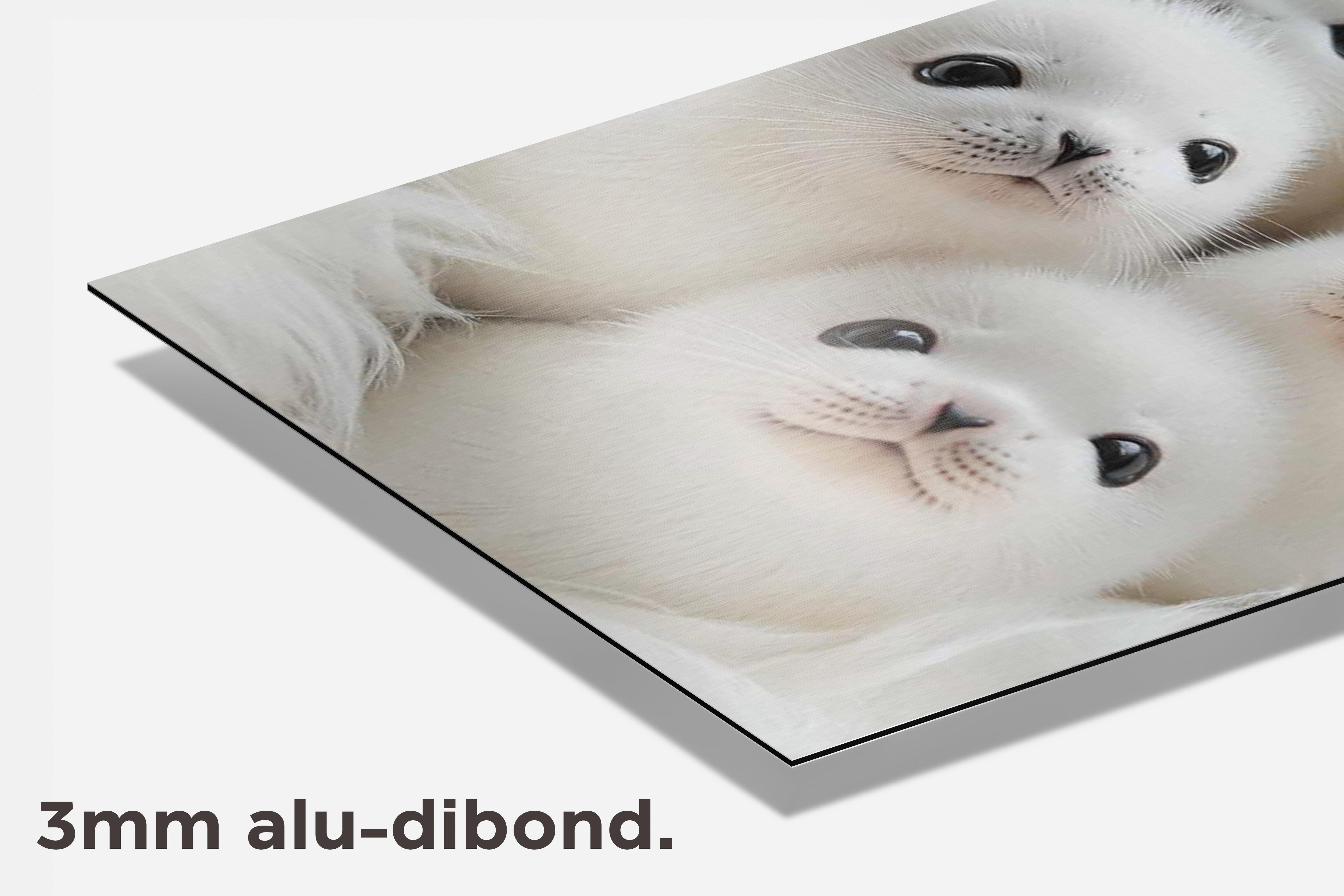 Baby Zeehonden dibond detail