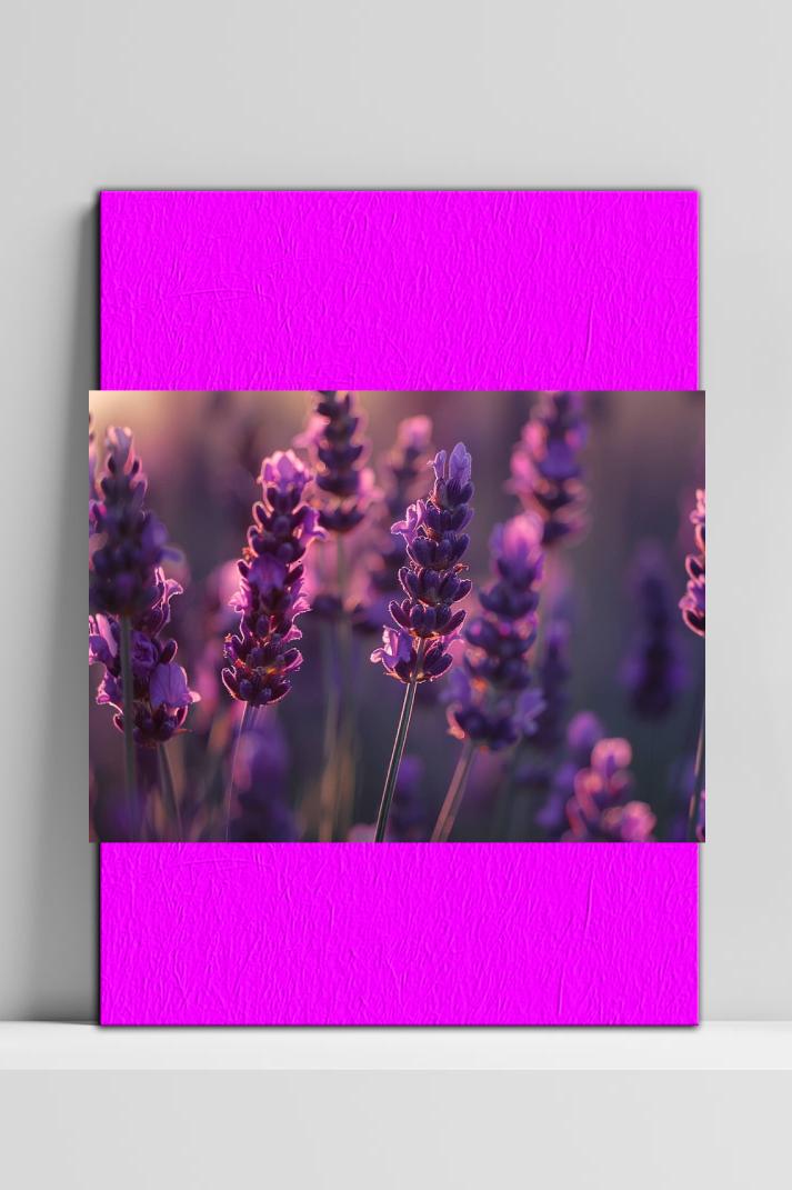 Lavendelveld op 3mm aluminium dibond