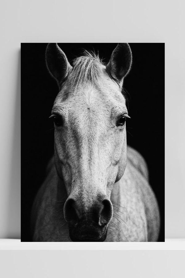 Horse Black &amp; White poster