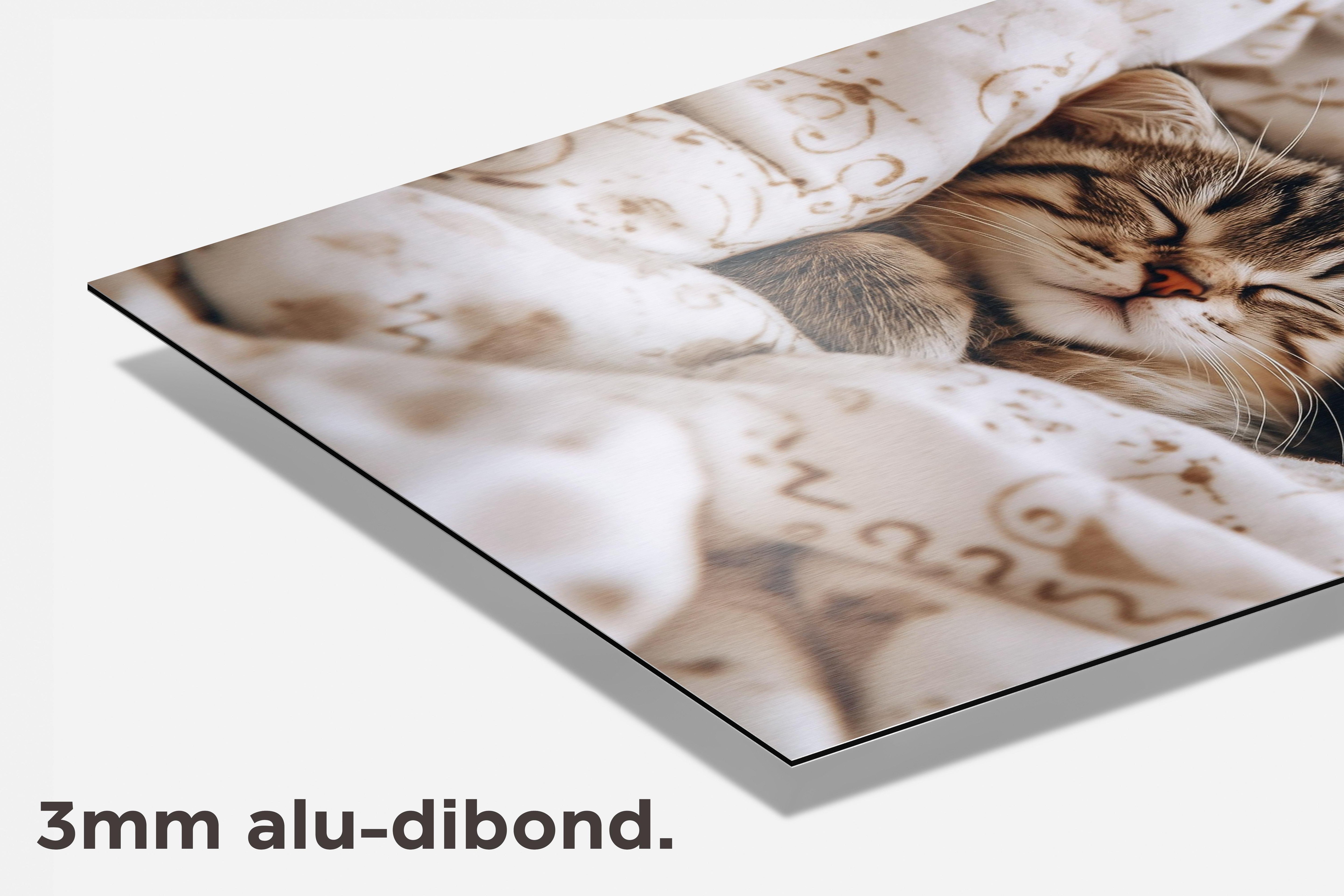 Schattige Kitten dibond detail