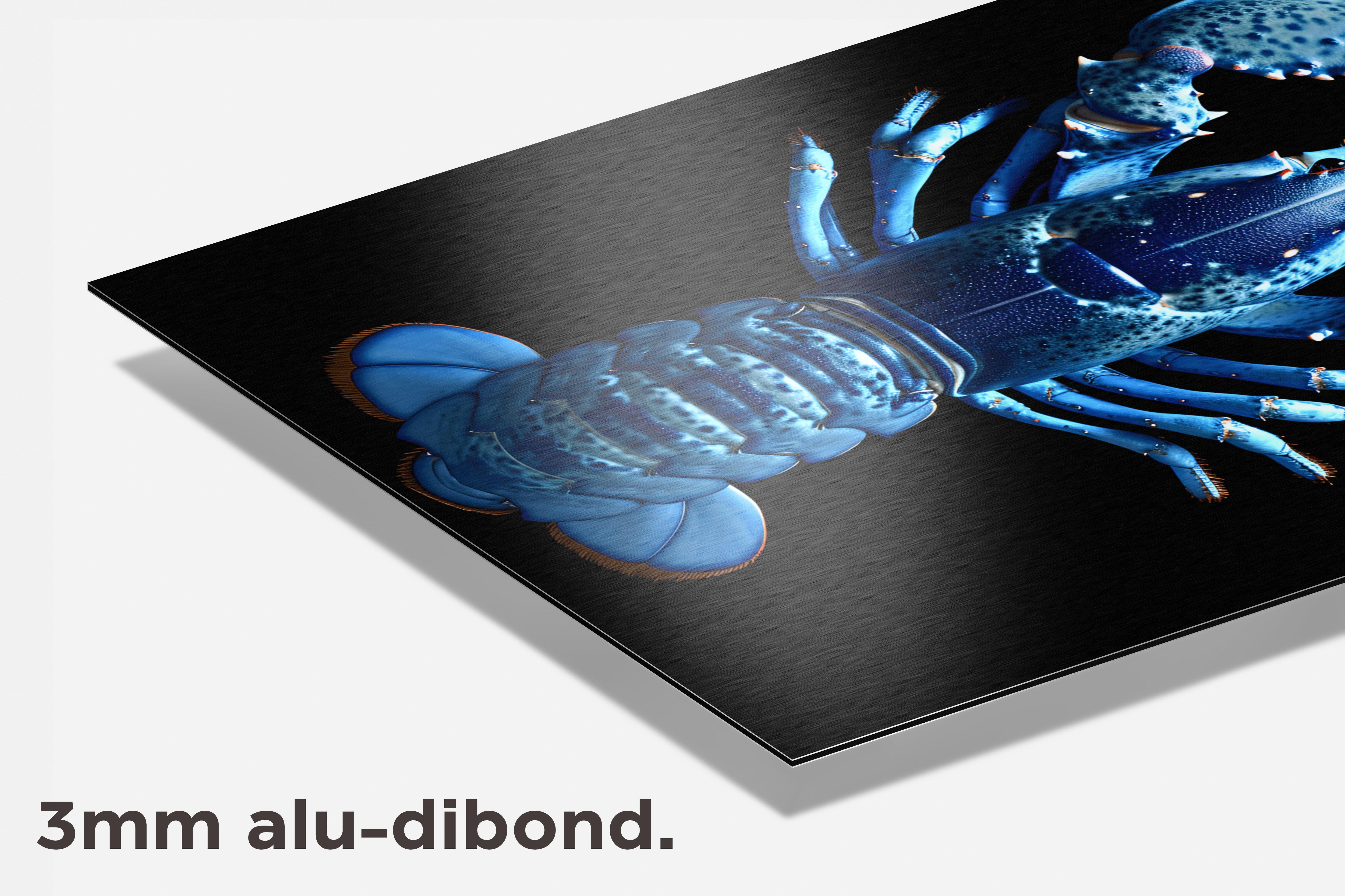 Blauwe Kreeft dibond detail