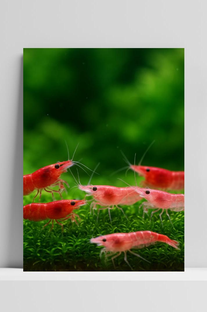 Shrimp in interieur