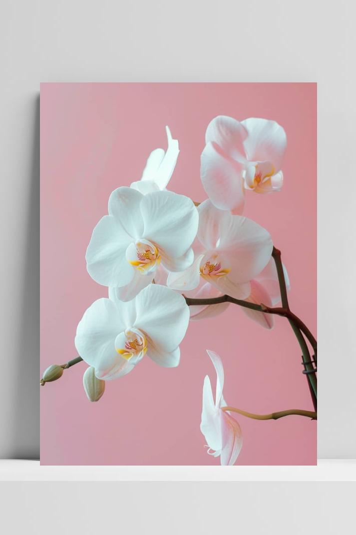 Witte Orchidee op 3mm aluminium dibond