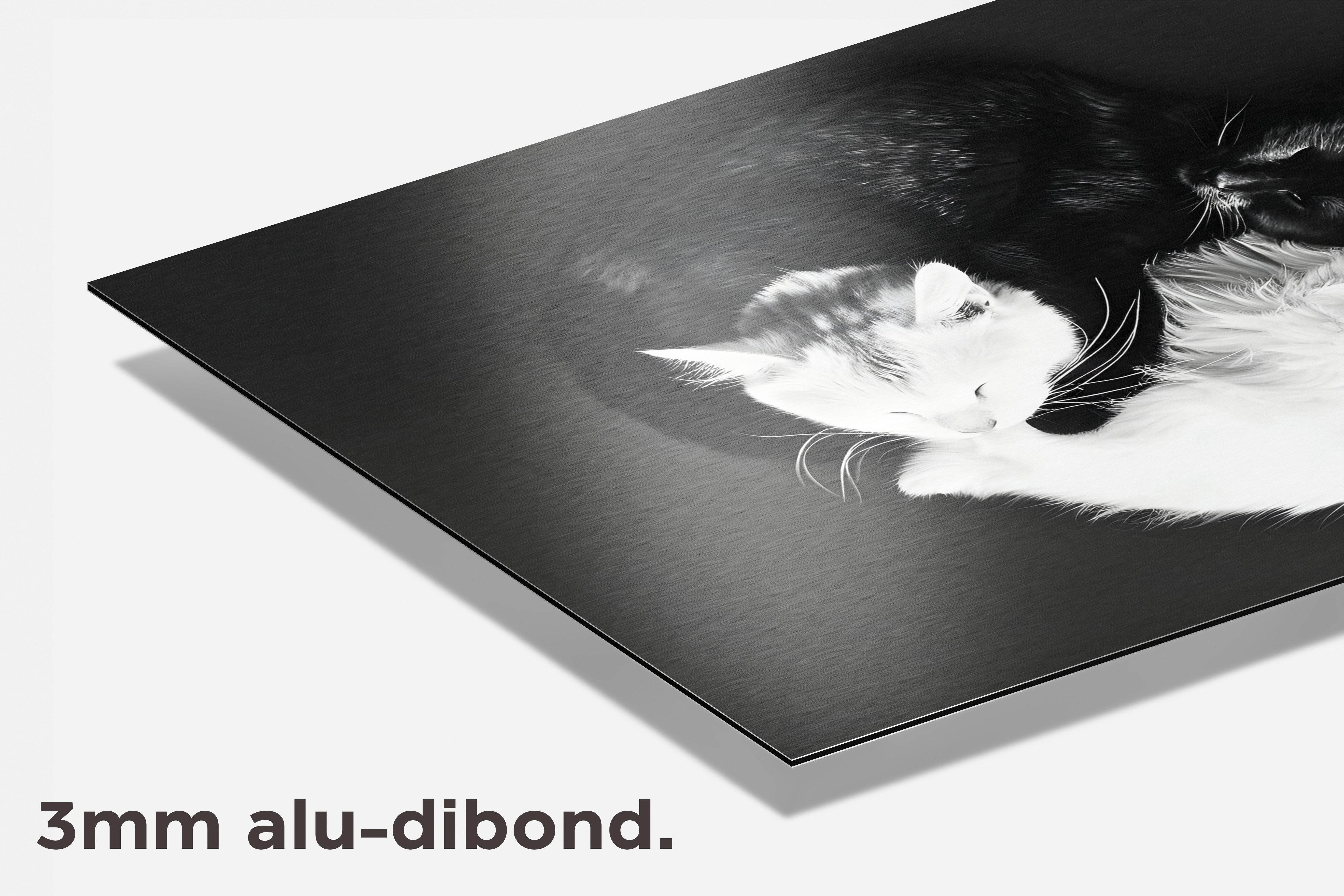 YingYang Katten dibond detail