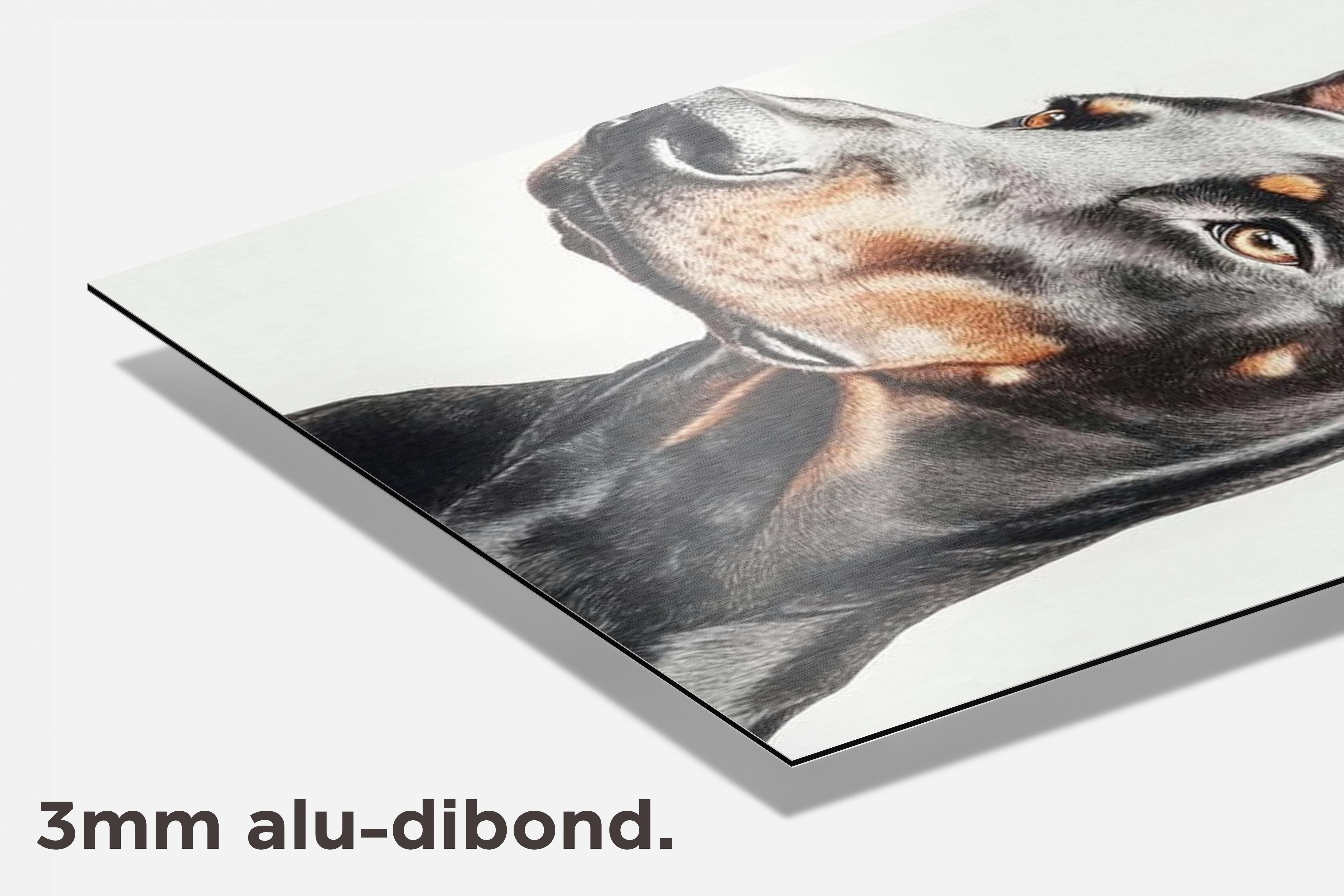 Dobermann dibond detail