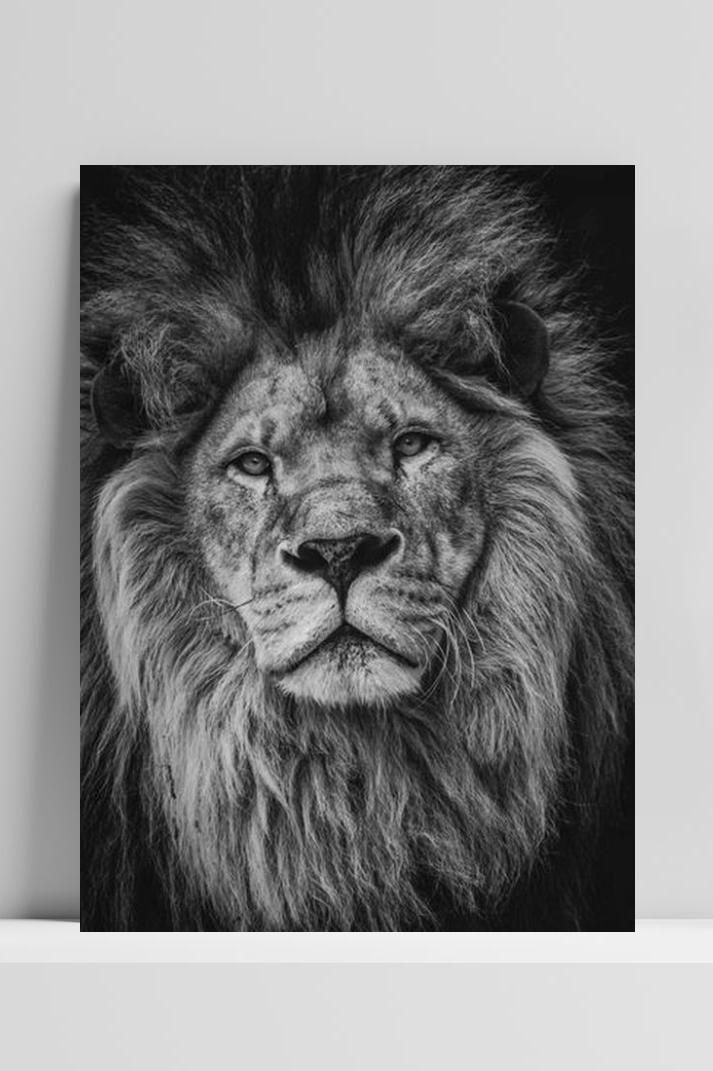 Leeuw op 3mm aluminium dibond