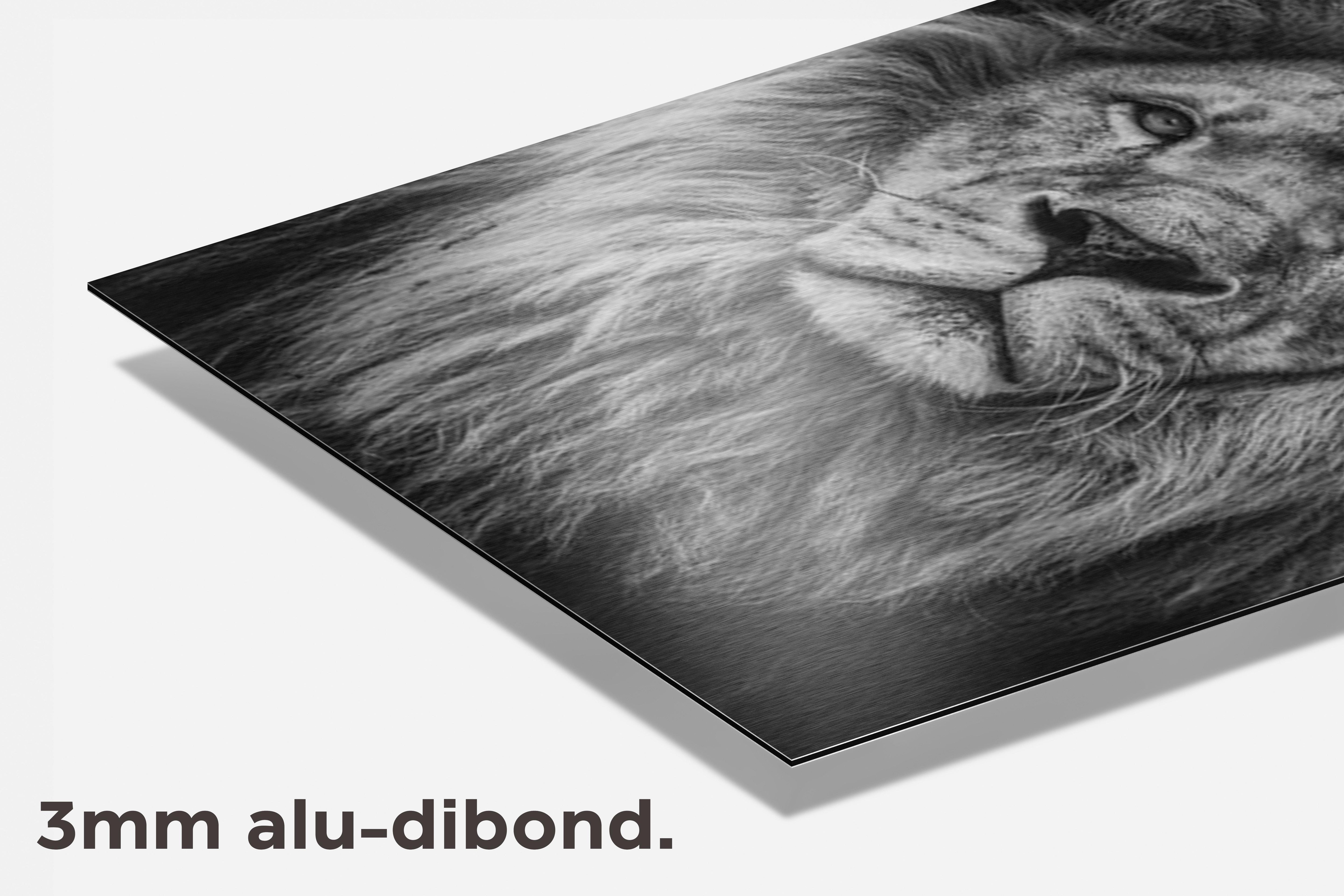 Leeuw dibond detail