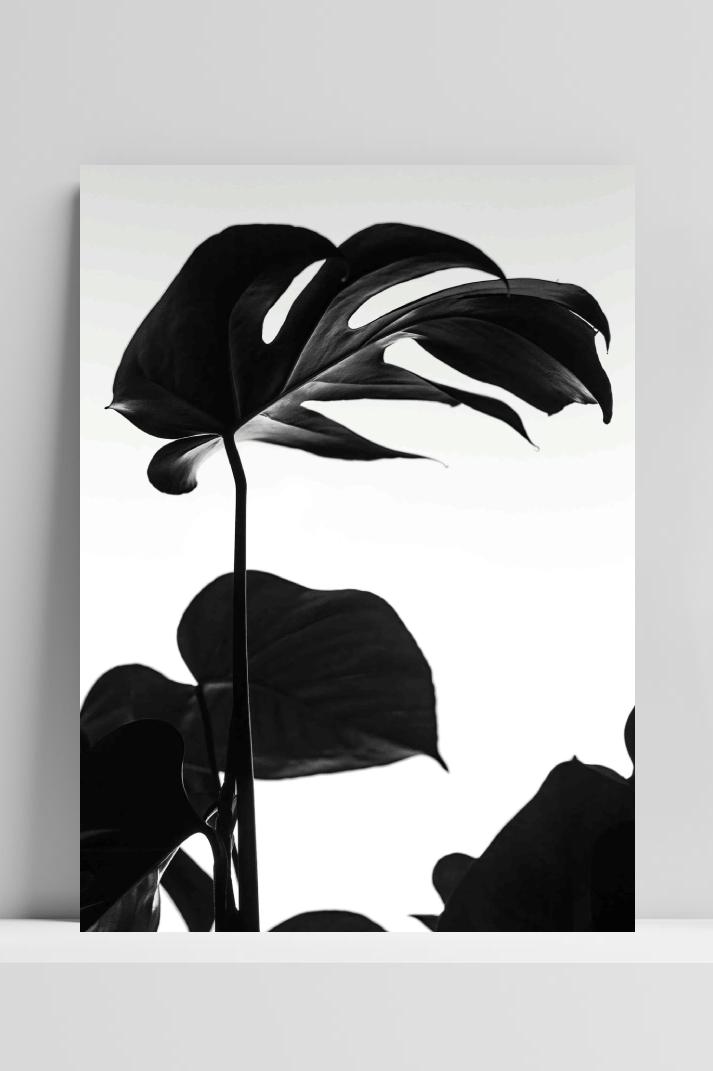 Monstera op 3mm aluminium dibond