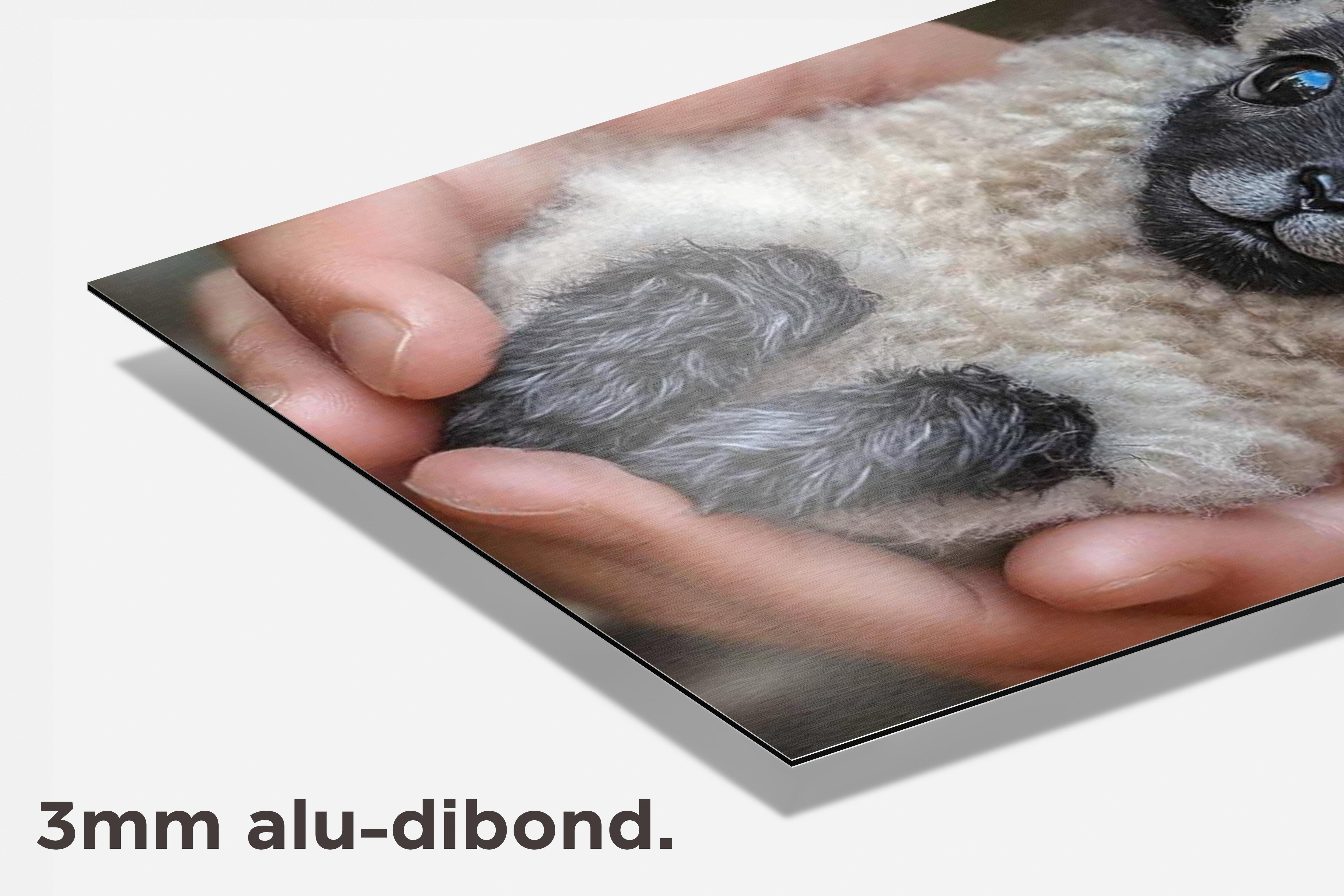 Baby Lam dibond detail
