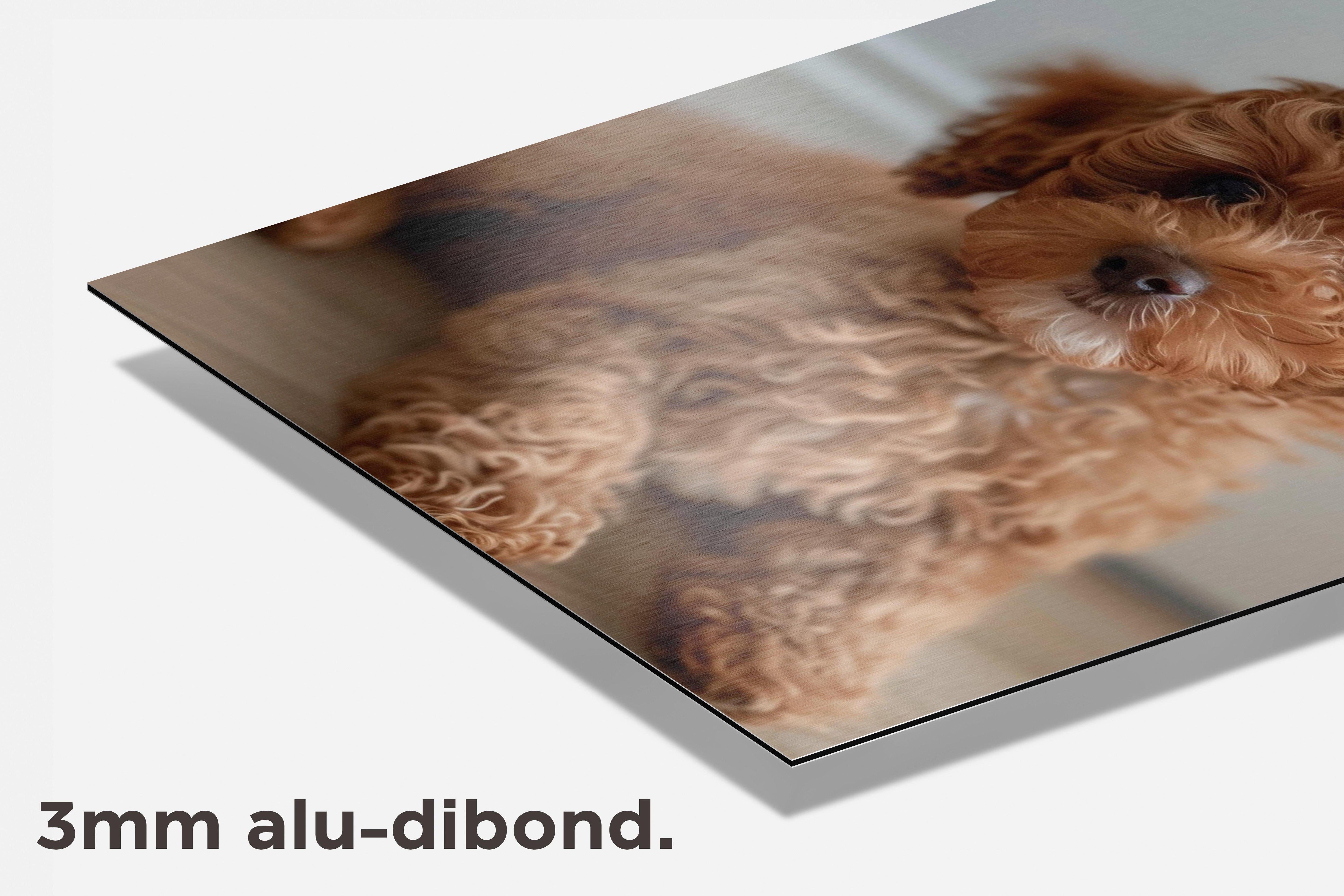 Bruine Poedel Puppy dibond detail