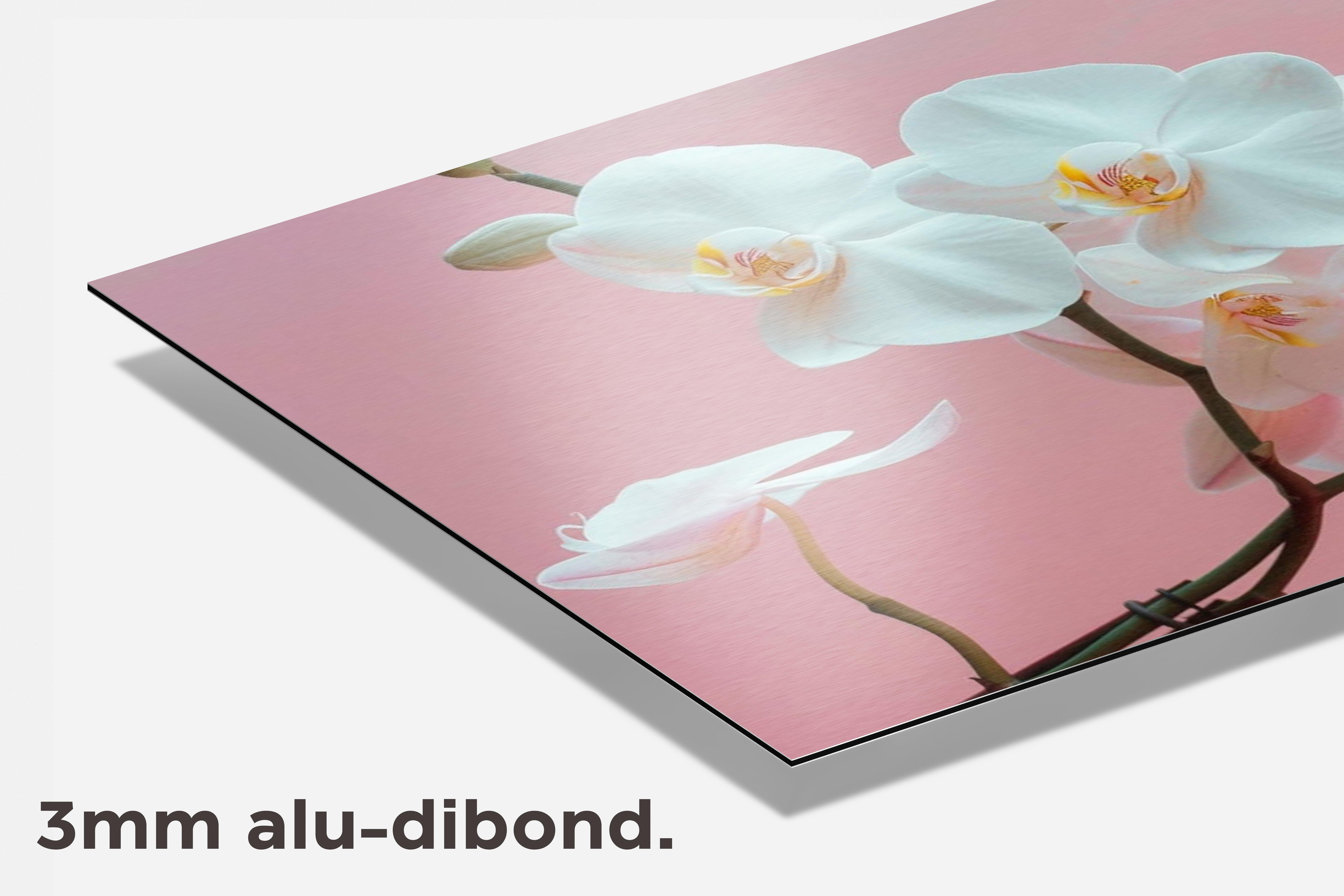 Witte Orchidee dibond detail