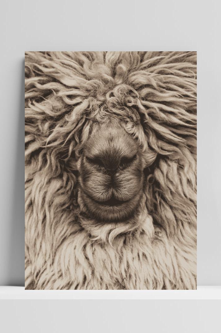 Alpaca Wol op 3mm aluminium dibond
