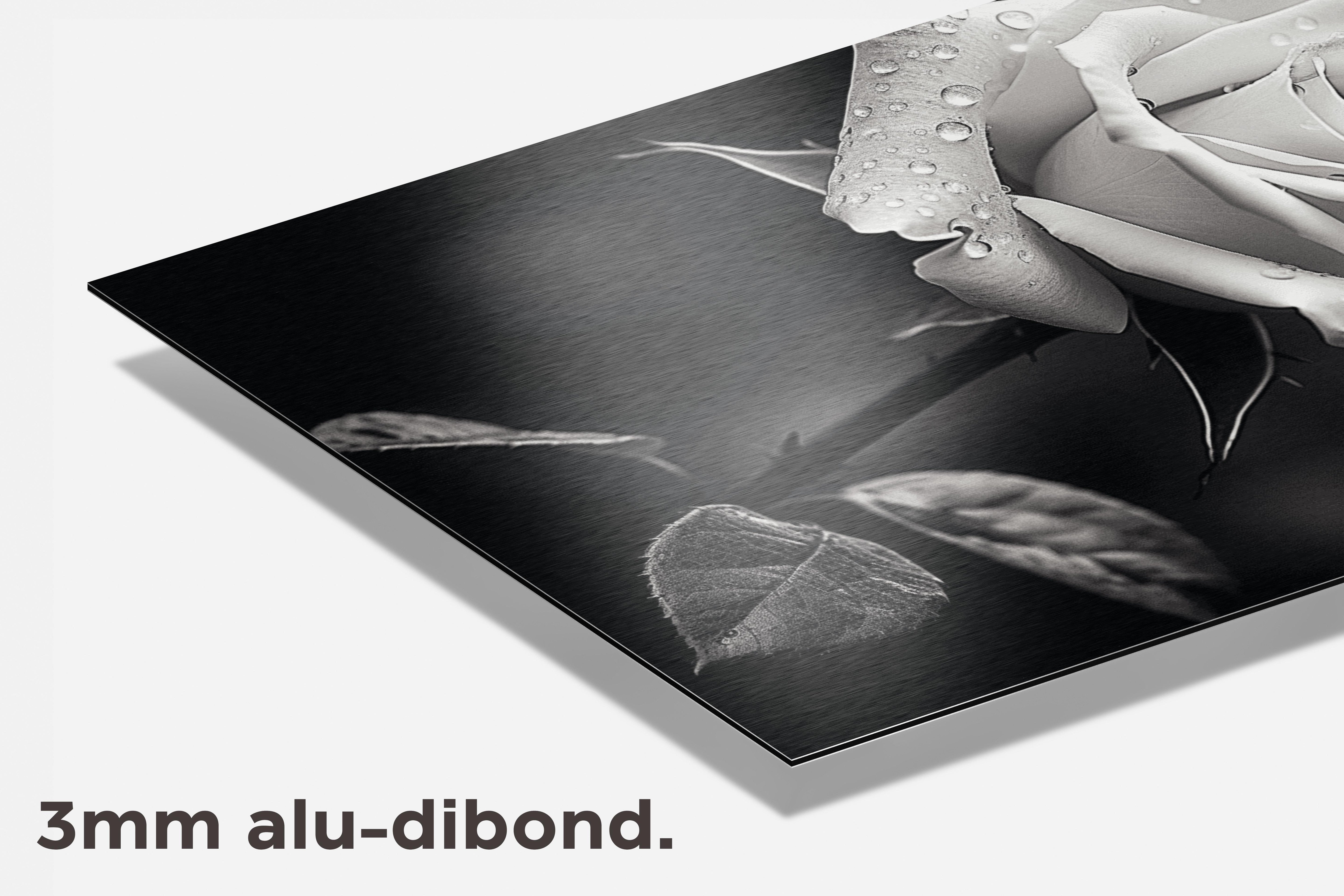 Zwart Wit Roos dibond detail