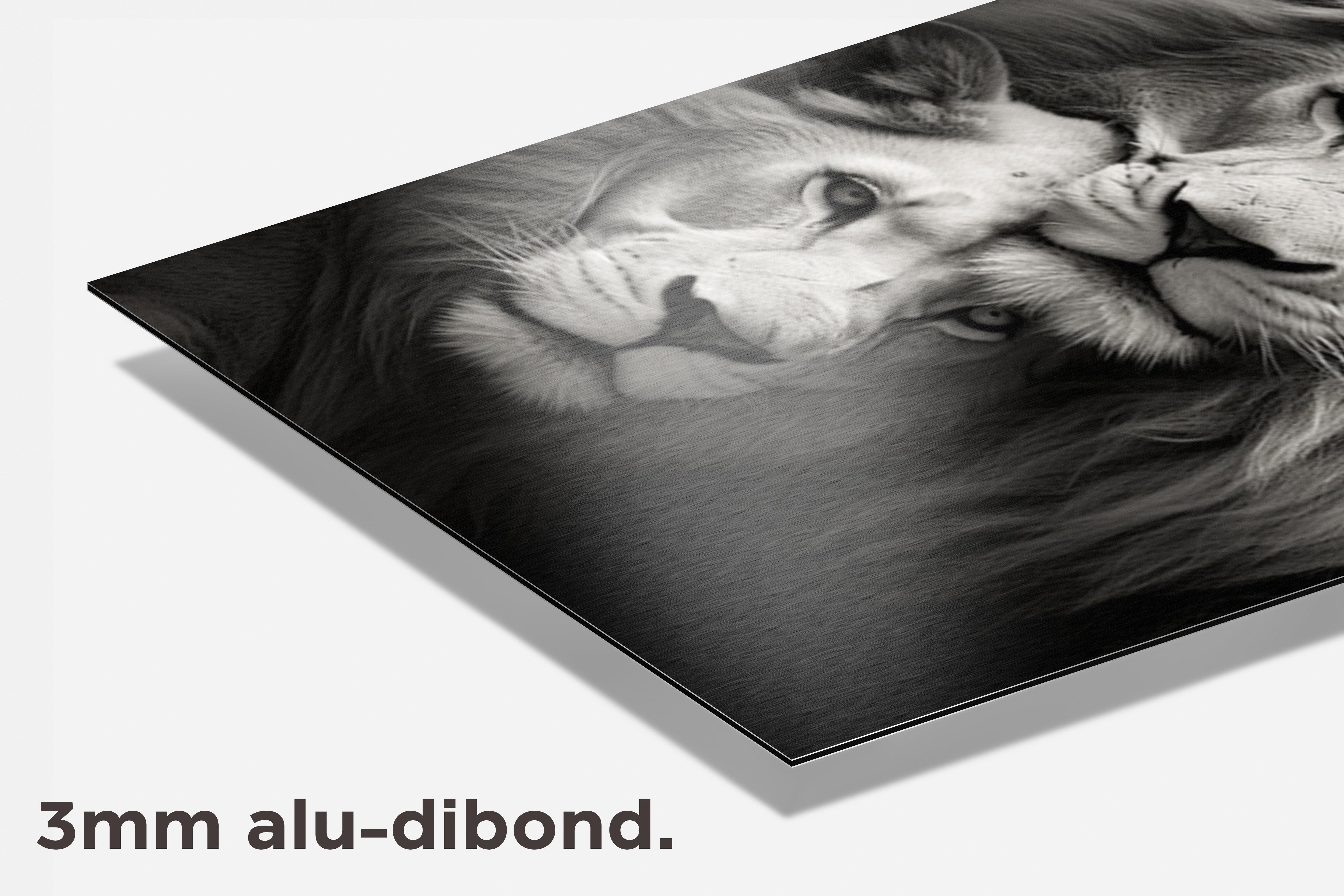 Leeuwen zwart wit dibond detail