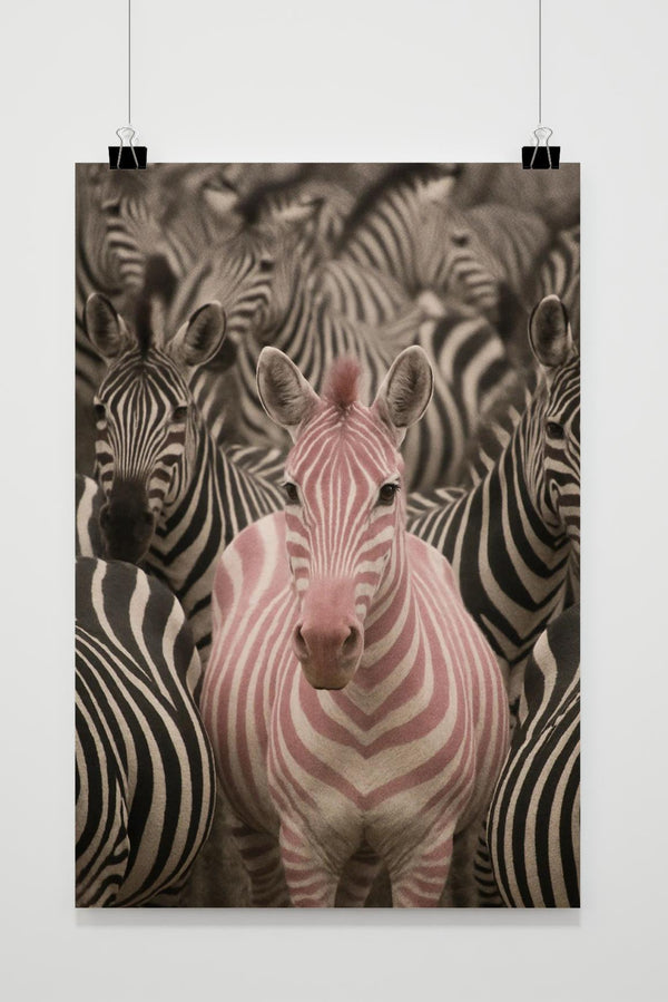 Zebra poster