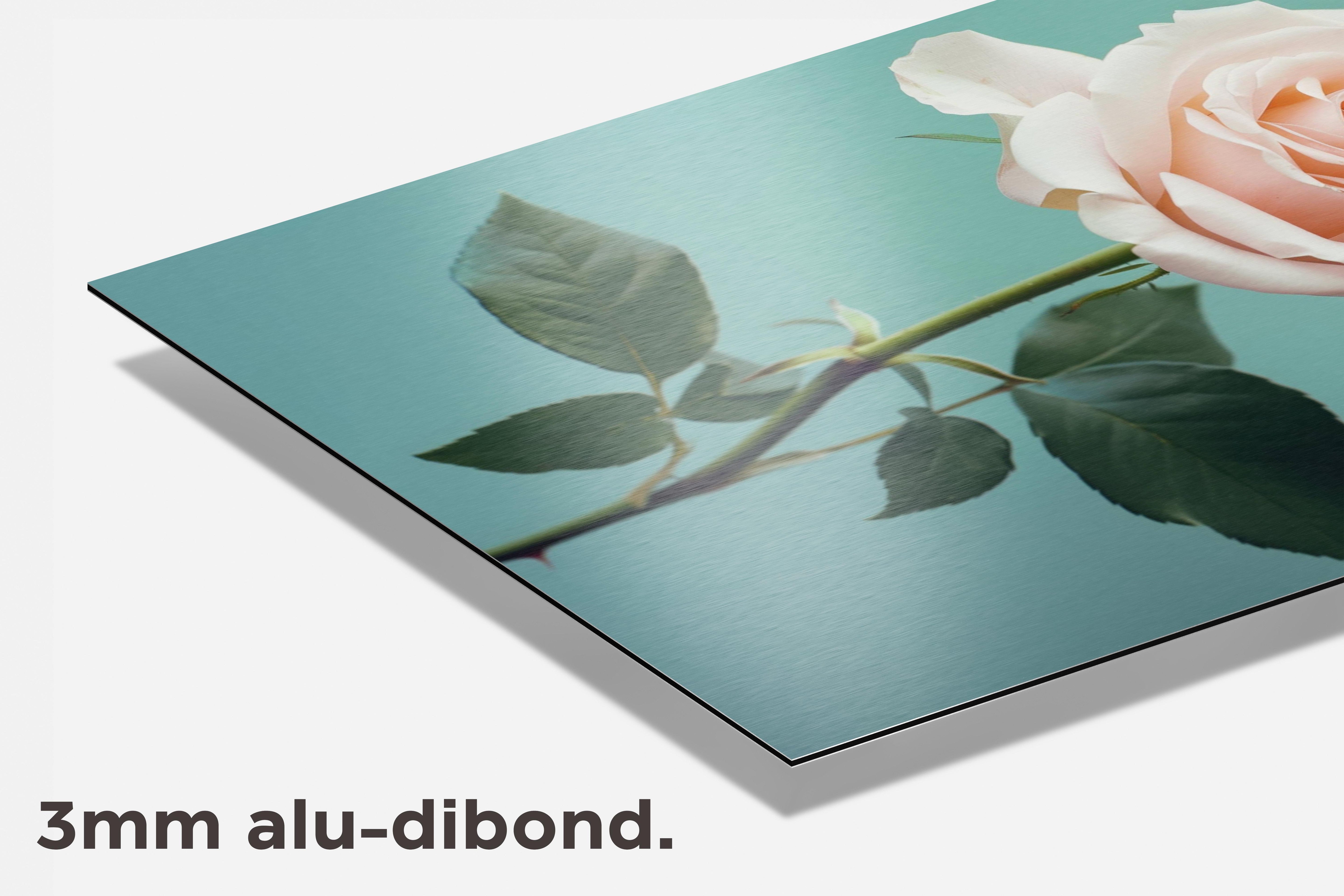 Roze Roos dibond detail