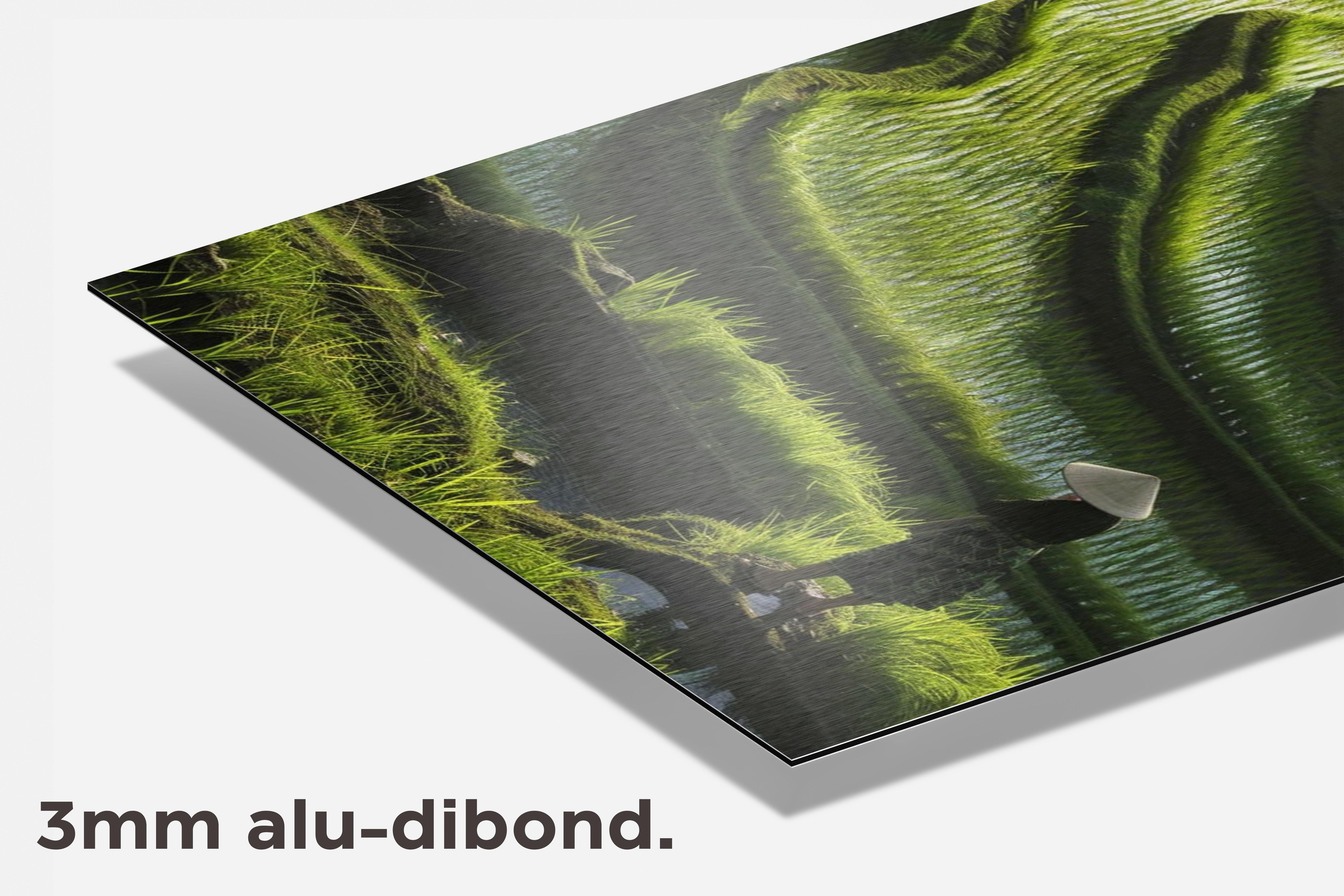 Rijstveld dibond detail