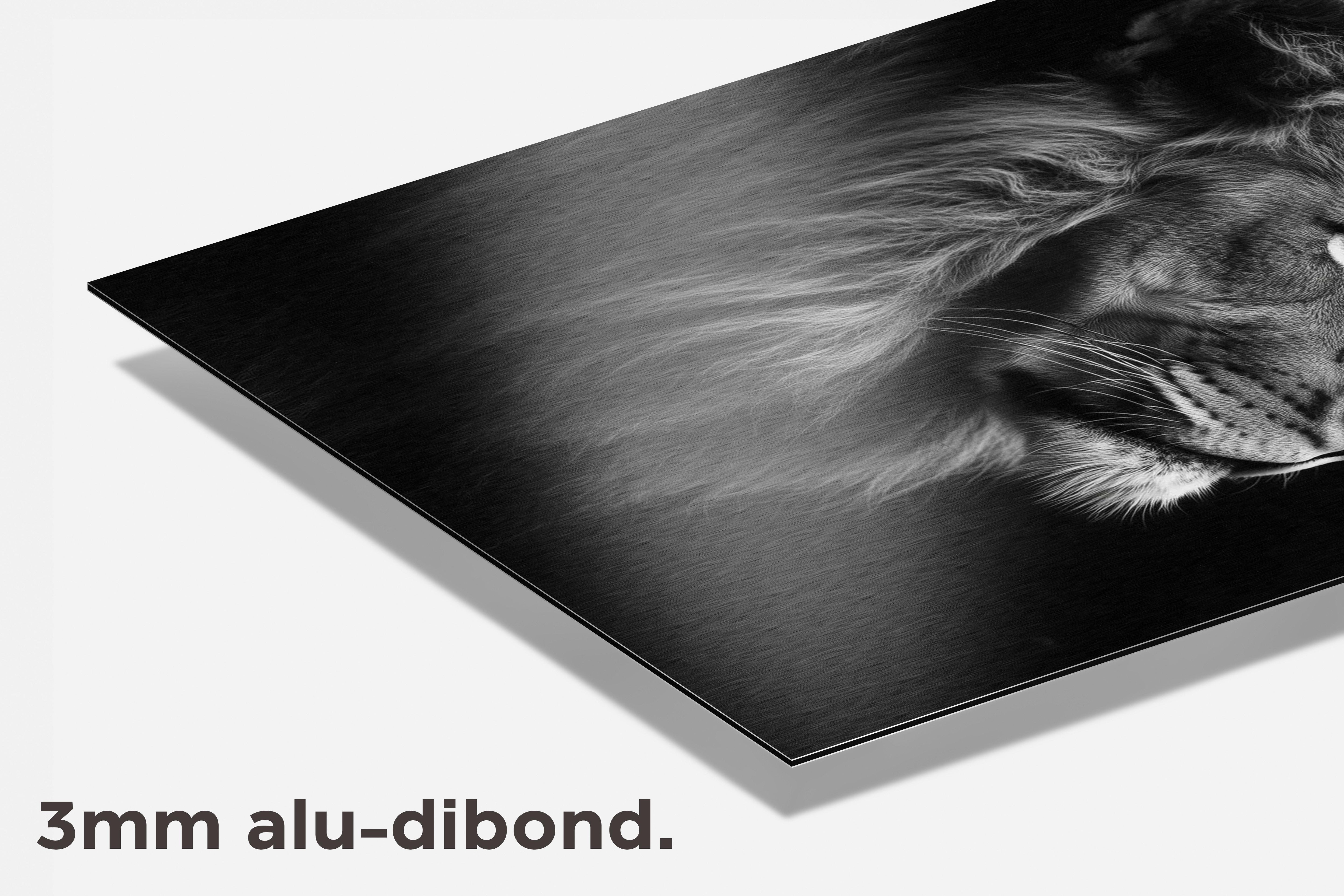 Leeuw Zwart-Wit dibond detail