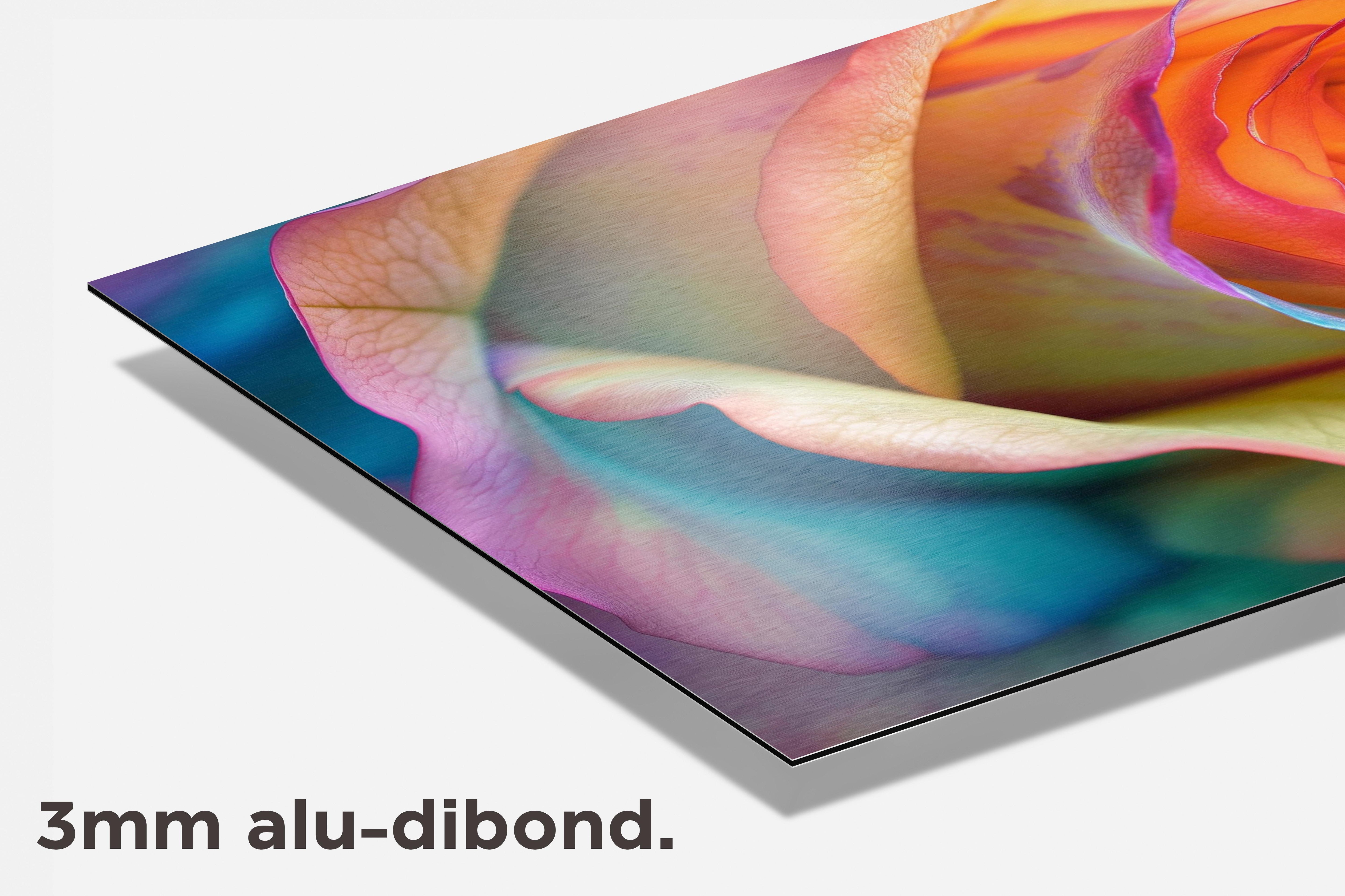 Regenboog Roos dibond detail