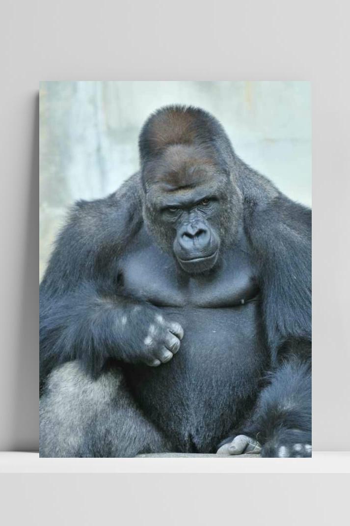 Gorilla op 3mm aluminium dibond