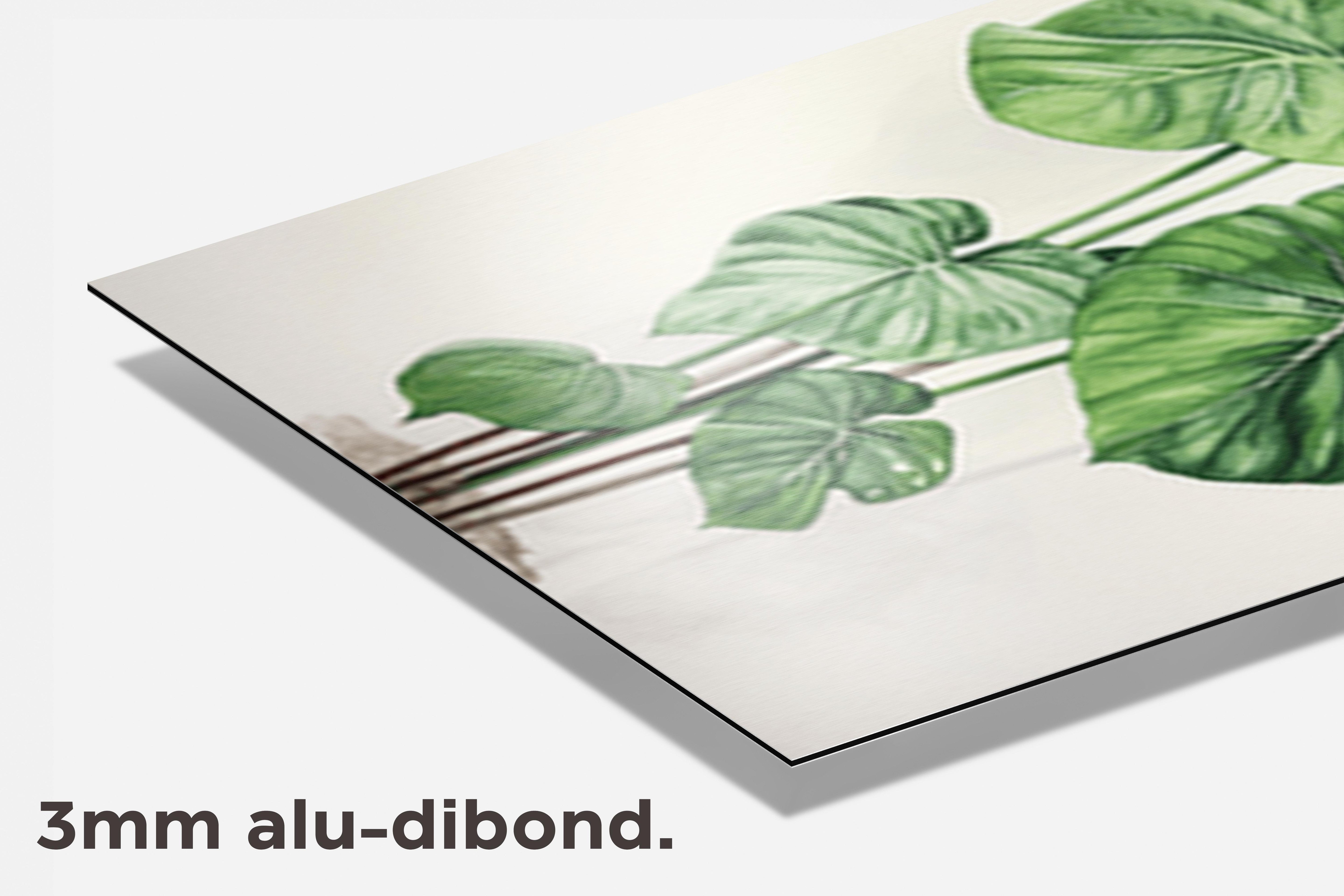 Monstera Kamerplant dibond detail