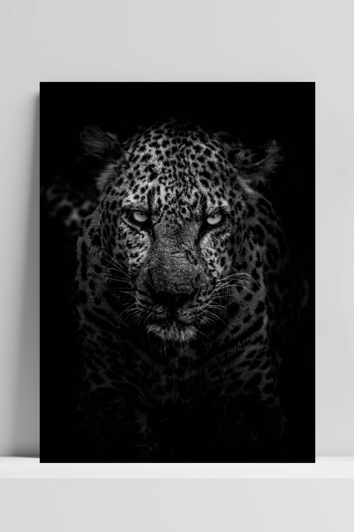 Jaguar Zwart Wit op 3mm aluminium dibond
