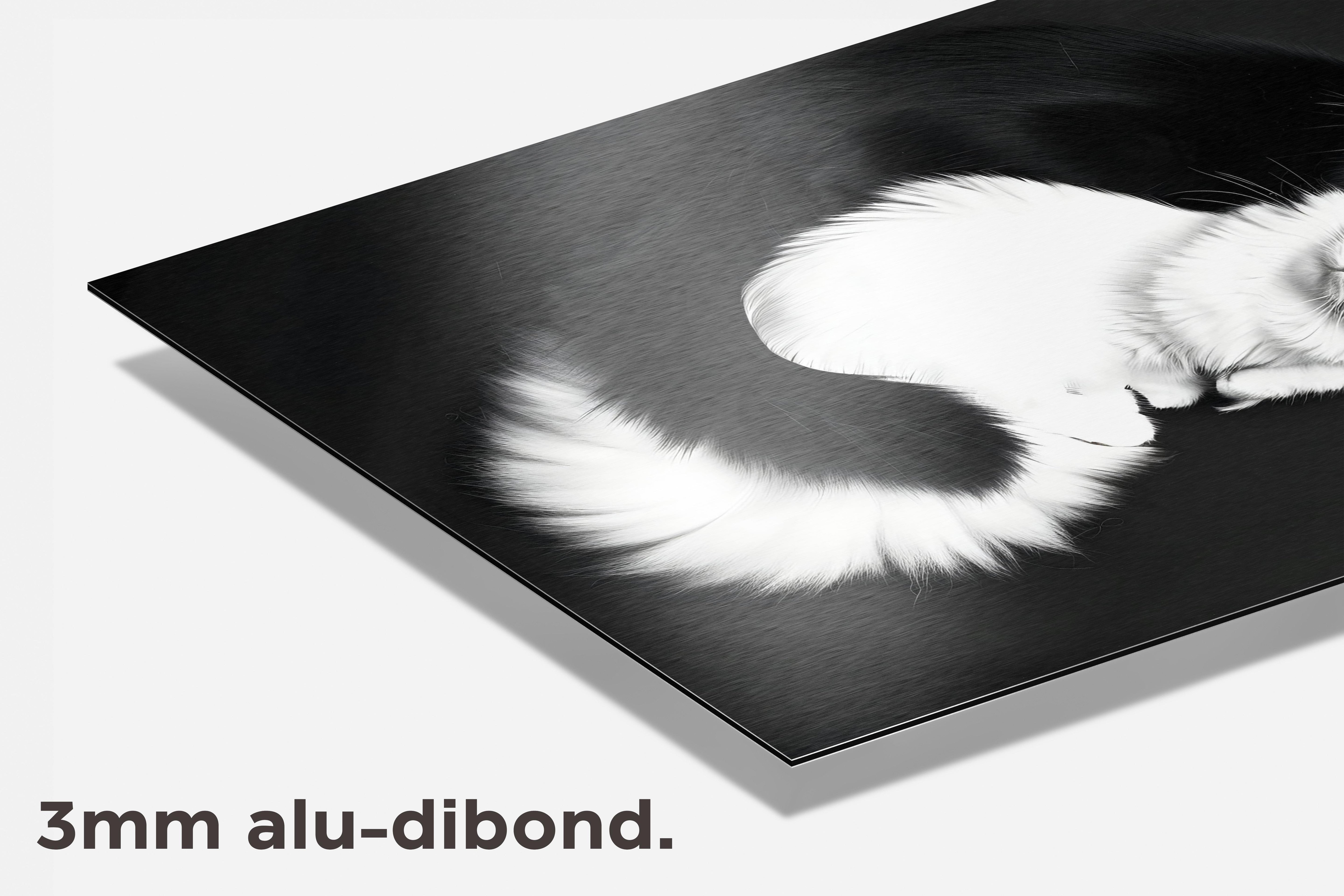 Knuffelende Katten dibond detail